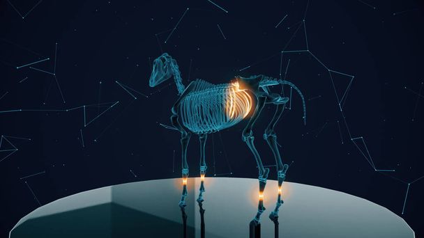 Radiografía digital de caballo - Foto, Imagen