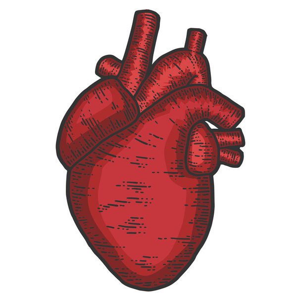 Human heart anatomy. Sketch scratch board imitation. - Photo, Image