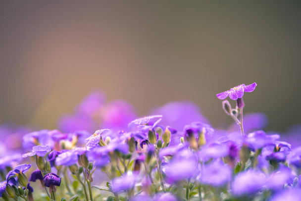 małe fioletowe wiosenne kwiaty selektywne ostrość - Zdjęcie, obraz