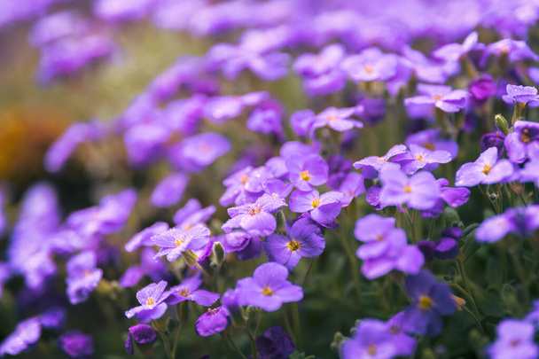 kleine lila Frühlingsblumen selektiver Fokus - Foto, Bild