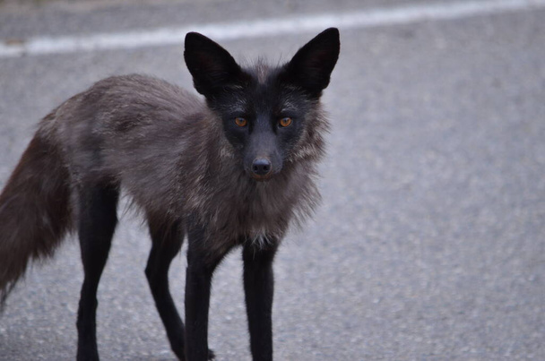 シルバーフォックス、カナダのサスカチュワン州の荒野の赤狐のメラニズム品種. - 写真・画像