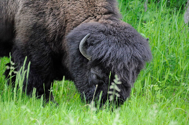 Bison des plaines dans le parc national Elk Island en Alberta, Canada. - Photo, image