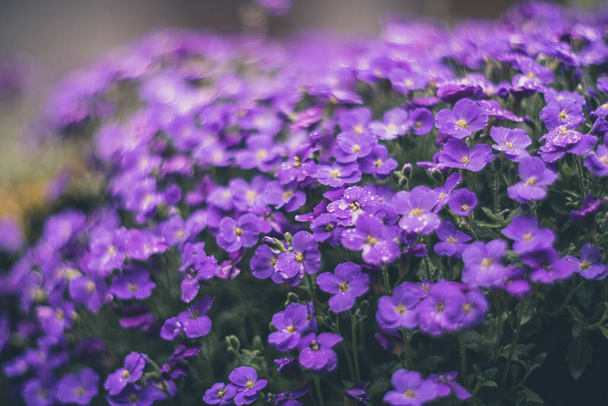 Aubrieta, małe niebieskie kwiaty miękkie ostrość vintage renderowania soczewki - Zdjęcie, obraz