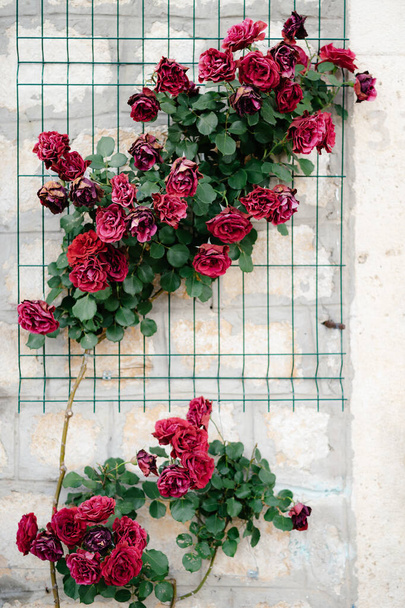 Fundo sombrio - arbustos florescentes de rosas bordô em uma parede de pedra. - Foto, Imagem