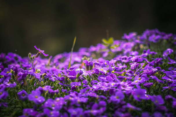 オーブリエタ、小さな青い花ソフトフォーカスヴィンテージレンダリングレンズ - 写真・画像