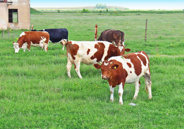 Vacas domésticas
 - Foto, Imagem