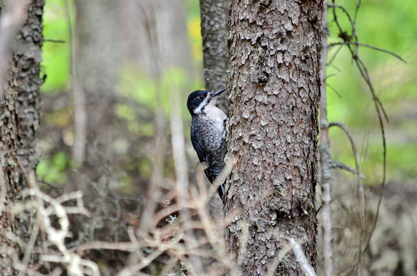 Black-Backed Woodpecker Prince Albertin kansallispuistossa, Saskatchewan, Kanada. - Valokuva, kuva