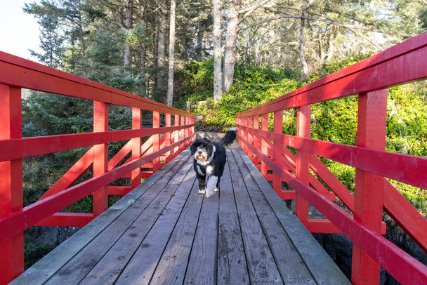 Cane d'acqua portoghese in bianco e nero che fa una passeggiata su un ponte di legno rosso nella foresta - Foto, immagini
