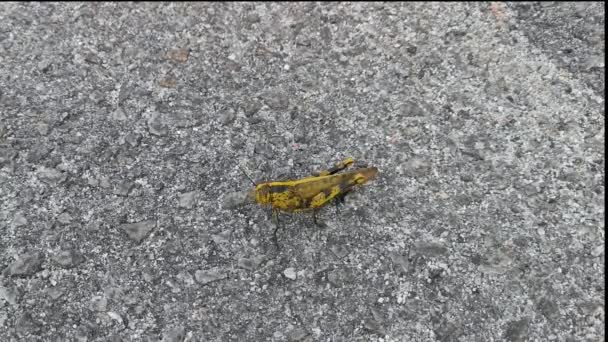 κίτρινη ακρίδα χάνεται στην άκρη του δρόμου στην πόλη - Πλάνα, βίντεο