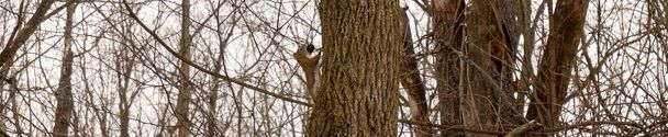 ardilla comiendo nuez trepando árbol marrón en Hamilton, Canadá - Foto, imagen