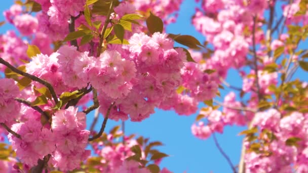 SULJE Up: Scenic laukaus vaaleanpunainen hedelmäpuu kukkii aurinkoisena kevätpäivänä. - Materiaali, video