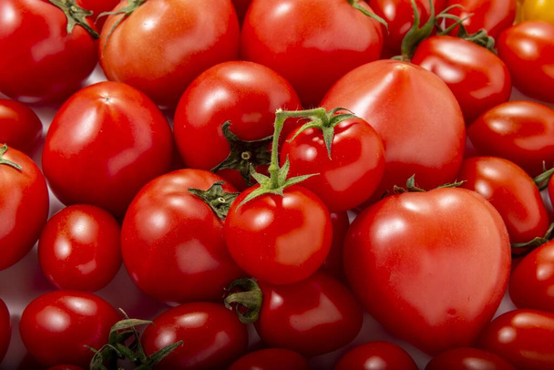 Sammeln von leckeren Tomaten, die auf dem Feld geerntet werden - Foto, Bild