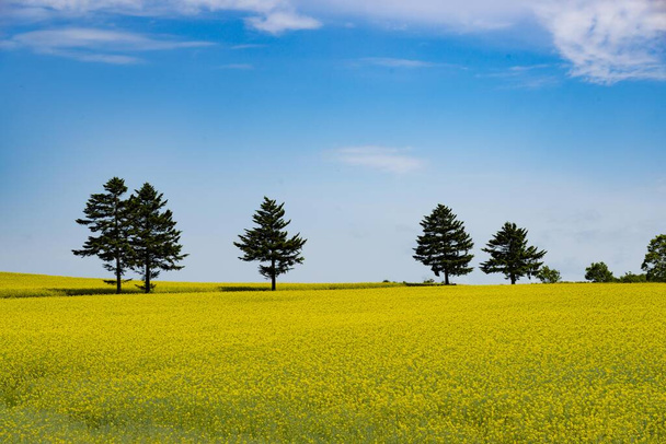 красивое поле рапса в Японии - Фото, изображение
