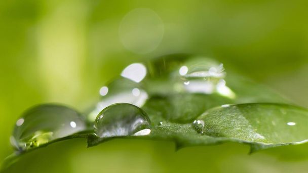 Beautiful new leaves and water drops - Fotoğraf, Görsel