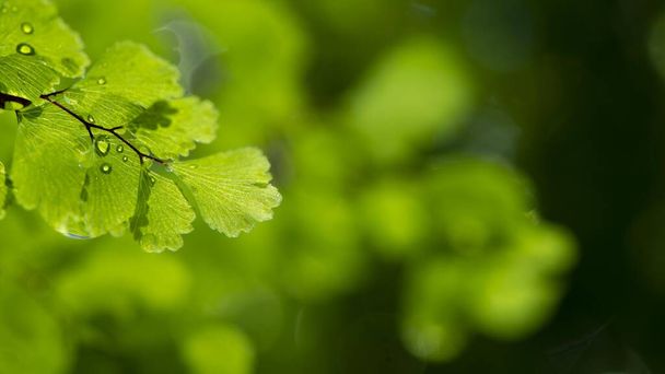 Beautiful new leaves and water drops - Foto, afbeelding