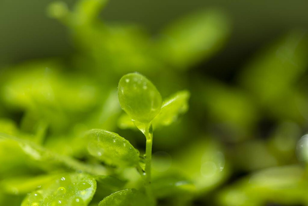 Beautiful new leaves and water drops - Foto, afbeelding