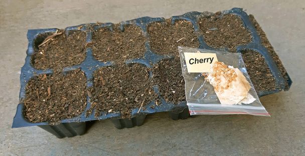Tomato seeds variety cherry - ready for sowing concept. - Photo, Image