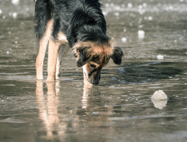 茶色い野良犬が水溜りから水を飲む - 写真・画像