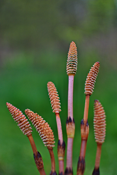 フィールド・ホーステイル。一般Horsetail.Field horsetail (Equisetum arvense)肥沃な茎 - 写真・画像