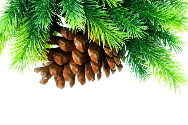 Cone and christmas tree isolated on white - 写真・画像