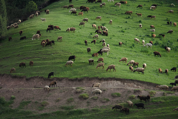 キルギスの山の中で夜の光の中でフィールドの真ん中に羊の放牧 - 写真・画像