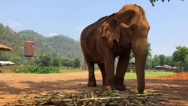 CHIANG MAI / THAILAND - Lehet 12.2018: turista lovaglás elefántok Trekking Thaiföldön Fiatal turisták lovagolnak elefántok a dzsungelben a nemzeti park Maetaman elefánt tábor. - Felvétel, videó