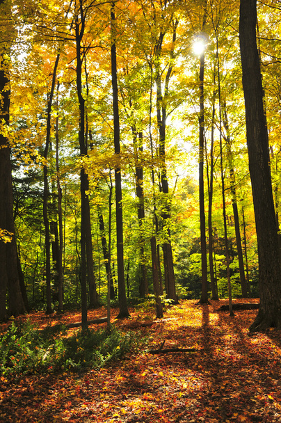 Foresta d'autunno
 - Foto, immagini
