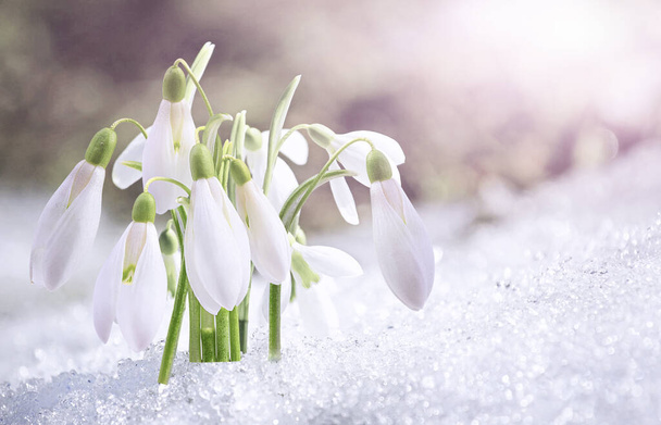 Πρώτη άνοιξη χιονίζει λουλούδια προεξέχουν από το χιόνι. - Φωτογραφία, εικόνα