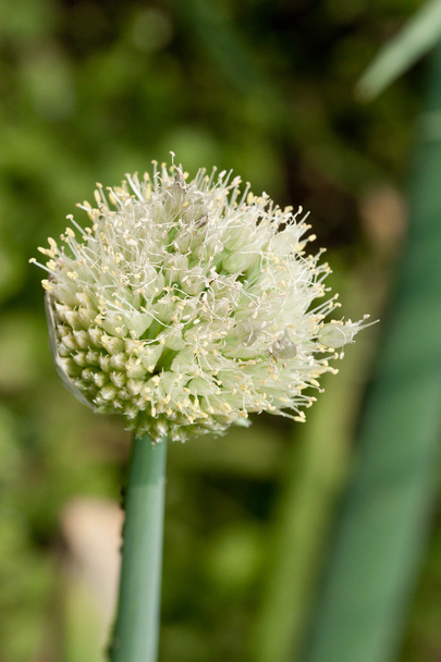 Onion flower - Photo, Image