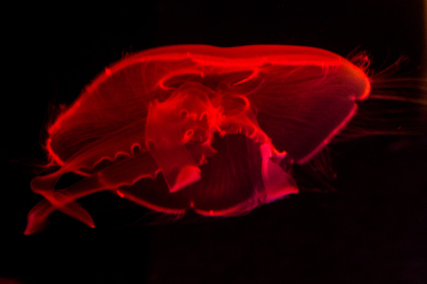Jellyfish in aquarium - Фото, изображение