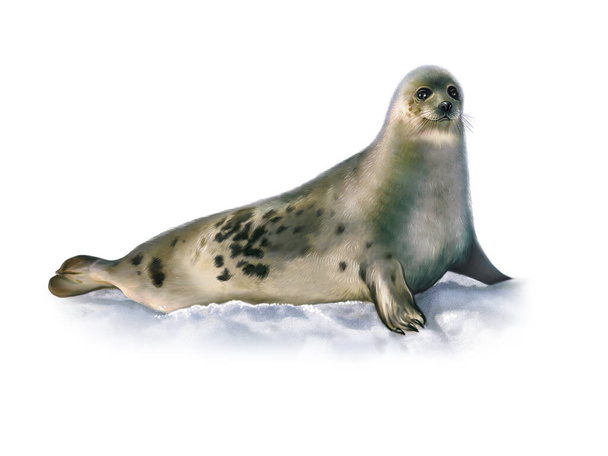 Harfenrobbe (Pagophilus groenlandicus), realistische Zeichnung, Illustration für das Tierlexikon der Arktis, isoliertes Bild auf weißem Hintergrund - Foto, Bild