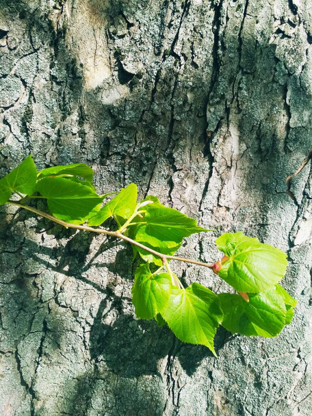 Una rama de la nueva vida contra el fondo de un tronco de árbol, fondo natural  - Foto, imagen