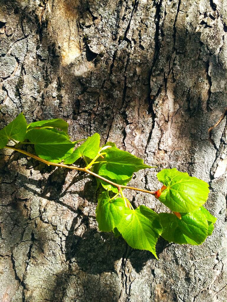 Gałąź nowego życia na tle pnia drzewa, naturalne tło  - Zdjęcie, obraz