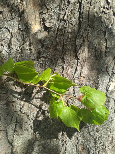 Ein Ast neuen Lebens vor dem Hintergrund eines Baumstammes, natürlicher Hintergrund  - Foto, Bild