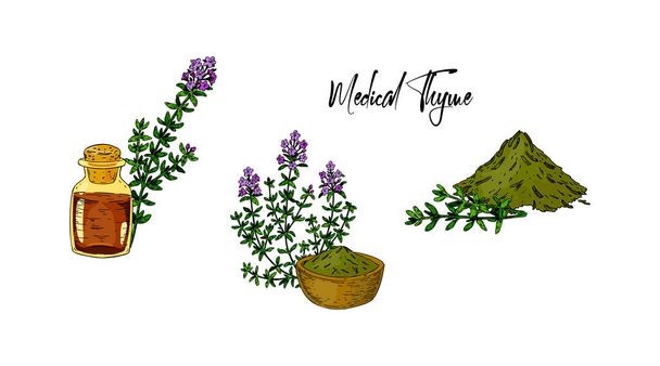 Hand drawn dried thyme with green branches isolated on white background. Vector illustration in colored sketch style. - Vector, Image