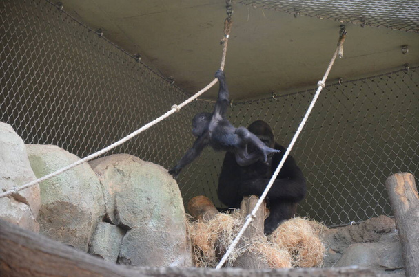 Gorilla - (Gorilla gorilla) Frankfurtin eläintarhassa - Valokuva, kuva