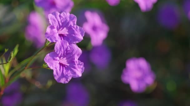 Krásné zblízka kvetoucí mexické Bluebells ve vánku v ranním slunci. - Záběry, video