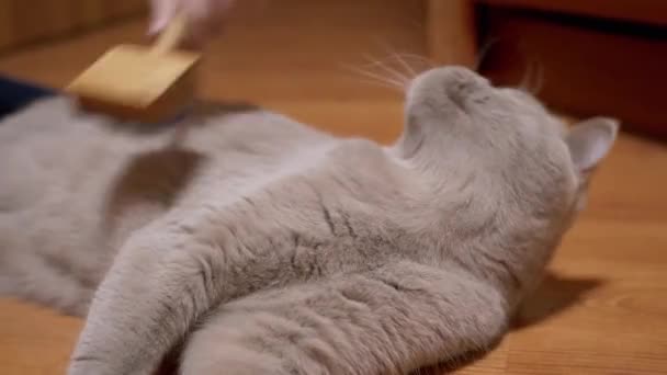 Kinderhand kämmt dickes Fell einer britischen grauen flauschigen Katze aus Holz. 4K - Filmmaterial, Video
