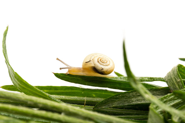 Kleine bruine slak en groen gras, Animal Shell. Slakkenslijm - Foto, afbeelding