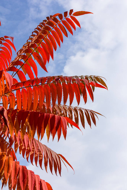 Rhus tifinasının sonbahar renkleri (Staghorn sumac, Anacardiaceae). Kırmızı, turuncu, sarı ve yeşil sumac yaprakları. Doğal doku kalıbı arkaplanı. - Fotoğraf, Görsel