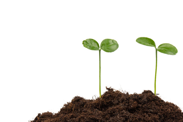 Young green plant growing in soil on white blackground. New life concept - Photo, Image