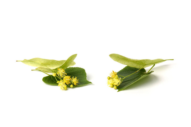 Flor amarilla de tilo de Tilia cordata tree (lima de hoja pequeña, flores de tilo de hoja pequeña o flor de tilo de hoja pequeña) sobre blanco - Foto, Imagen
