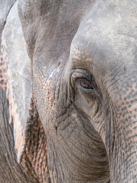 Elefantenauge - Foto, Bild