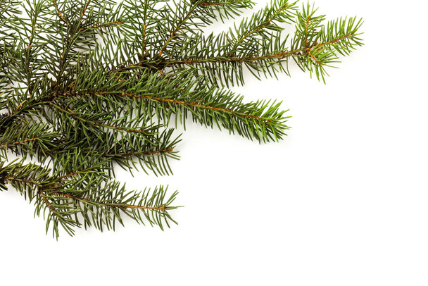 白い背景に隔離された美しいトウヒの枝緑のクリスマスツリーの小枝. - 写真・画像