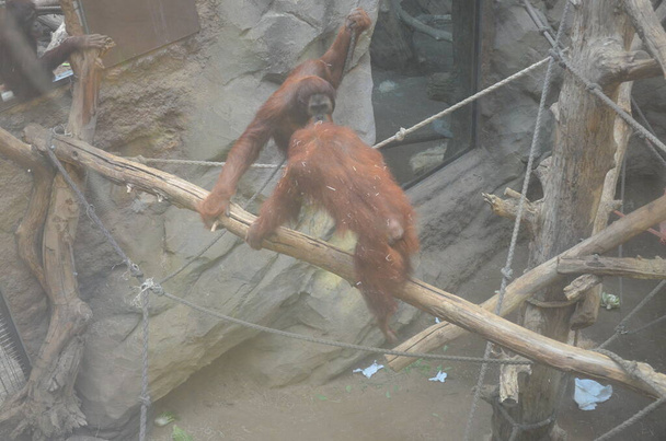 Orangután borneano - Pongo pygmaeus en el zoológico de Frankfurt - Foto, imagen