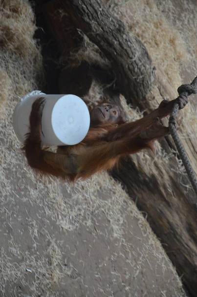 Bornealer Orang-Utan - Pongo pygmaeus im Frankfurter Zoo - Foto, Bild