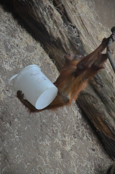 Orangután borneano - Pongo pygmaeus en el zoológico de Frankfurt - Foto, Imagen