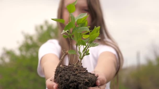 A tree sapling is in the hands of a child girl. Growth and agriculture new life concept. Health, environment care for mother earth. Plant and tree breeding. Saving life. Biological diversity of plants - Footage, Video