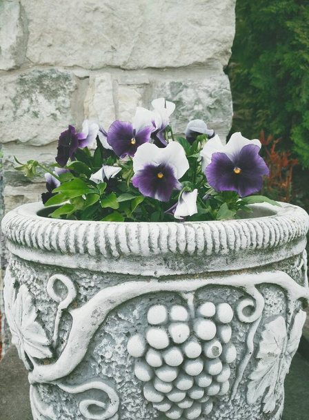 Delícias da senhora na floração flor em um vaso de rua antiga - Foto, Imagem