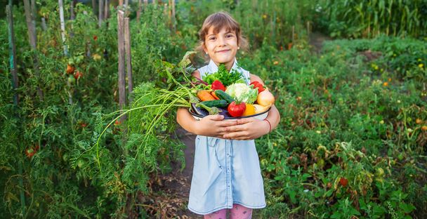 Een kind houdt een oogst van groenten in zijn handen. Selectieve focus. aard. - Foto, afbeelding